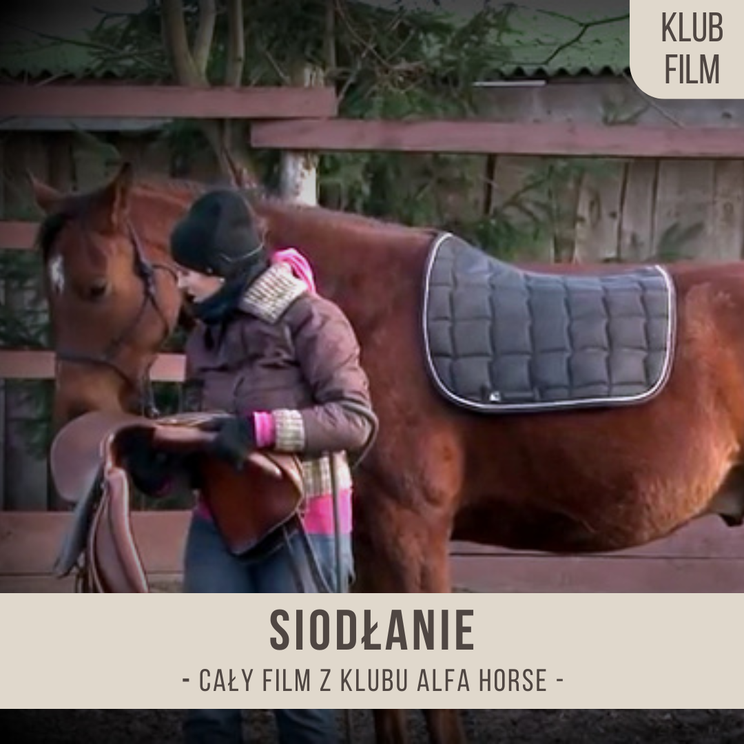 siodlanie_akceptacja_siodla_i_popregu