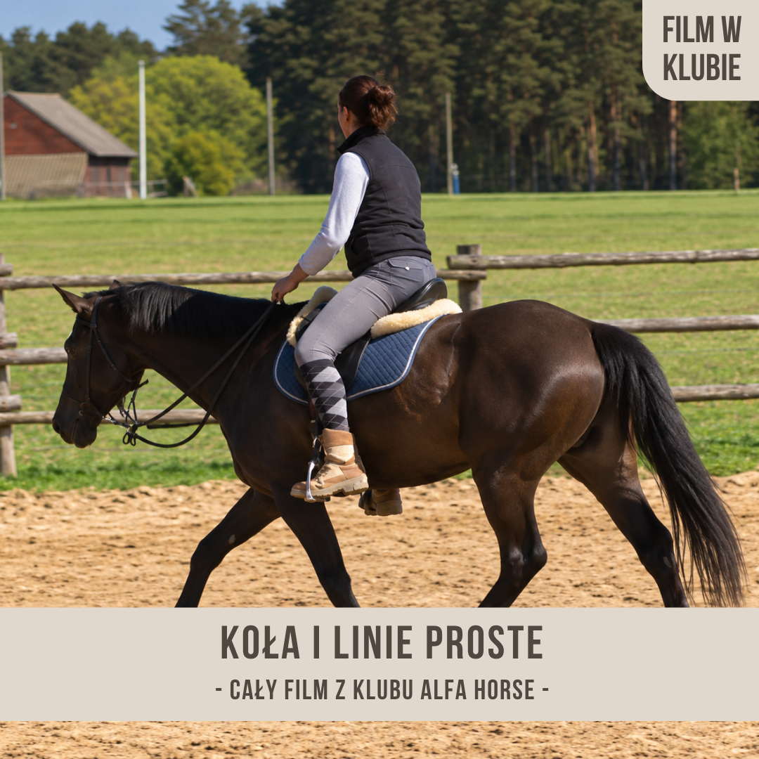 kola_linia_proste_panna_alfahorse