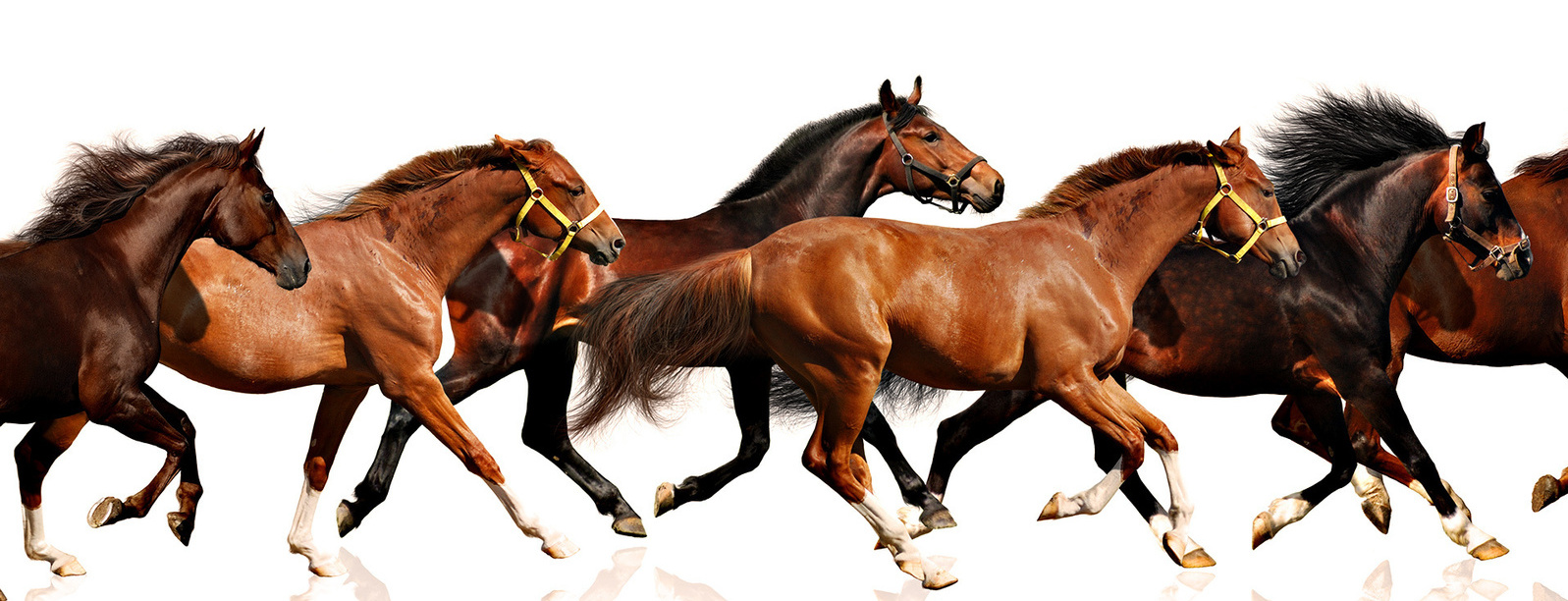 stado-koni-biegnie-zwierzeta-spoleczne-dominacja