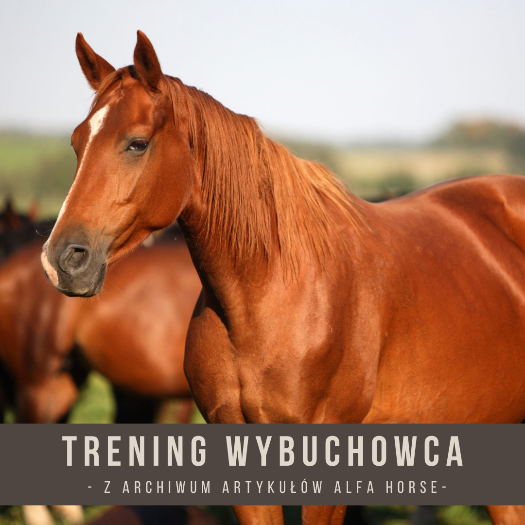 trening_wybuchowca_alfa_horse_artykul