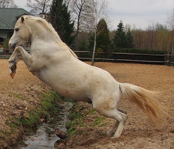Trening koni psotnik koń skacze przez wodę na wolności