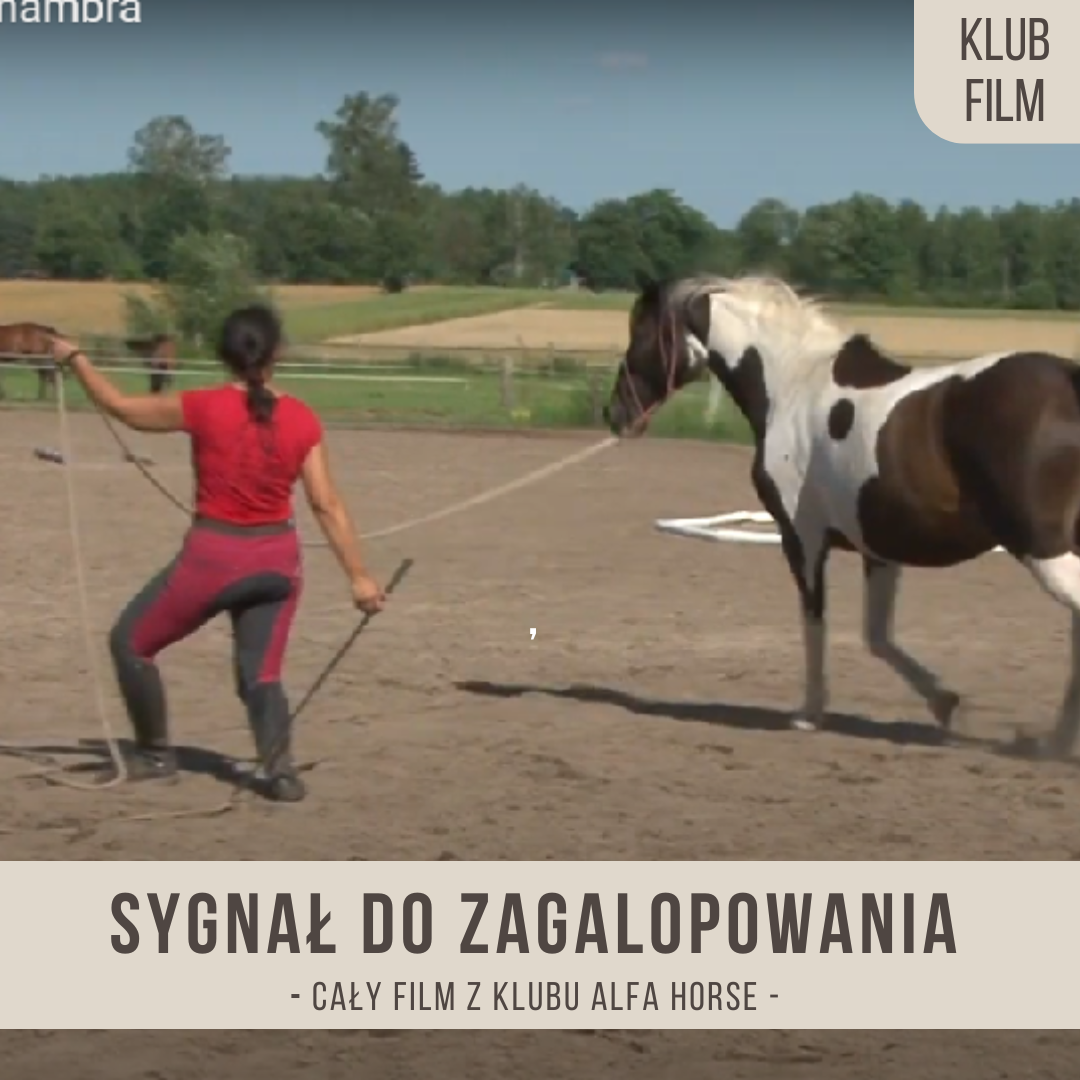 sygnal_do_zagalopowania