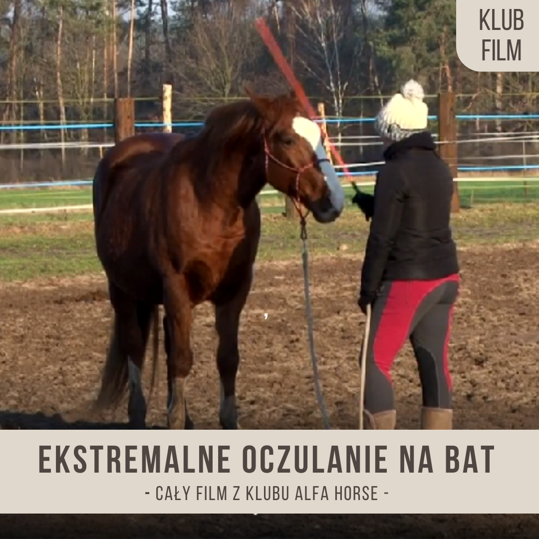 ekstremalne_odczulanie_na_bat