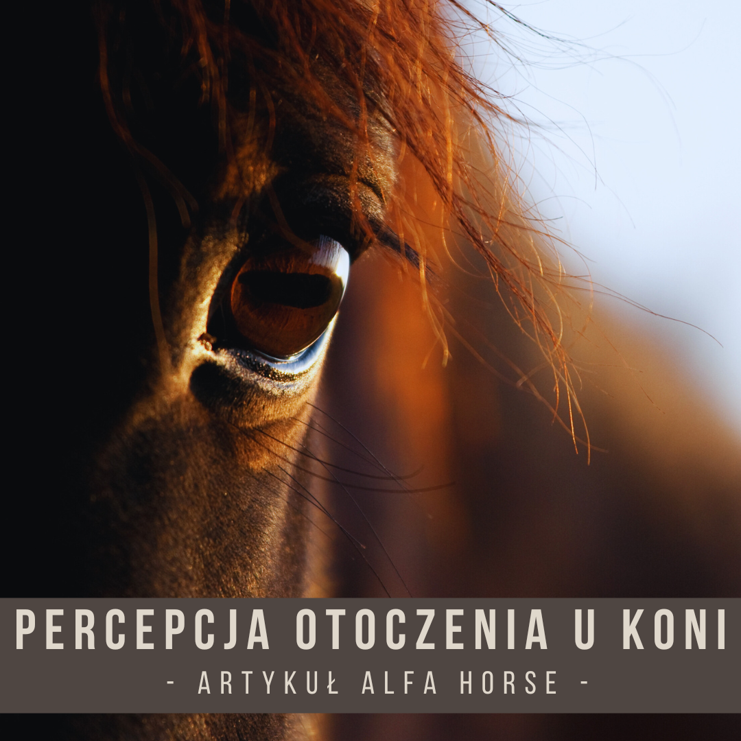 percepcja_otoczenia_u_koni_jak_widza_konia_alfa_horse