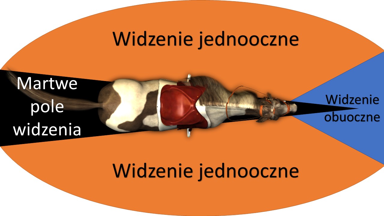 Percepcja otocznia Obszary widzenia podczas treningu konia