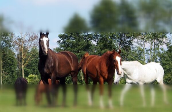 Percepcja otoczenia Smuga wizualna w treningu koni