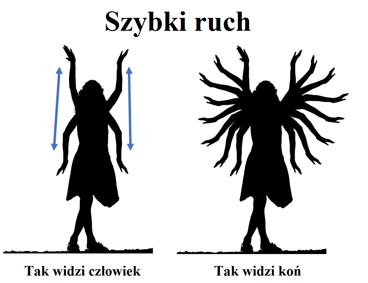 Percepcja otoczenia Widzenie ruchu w treningu koni