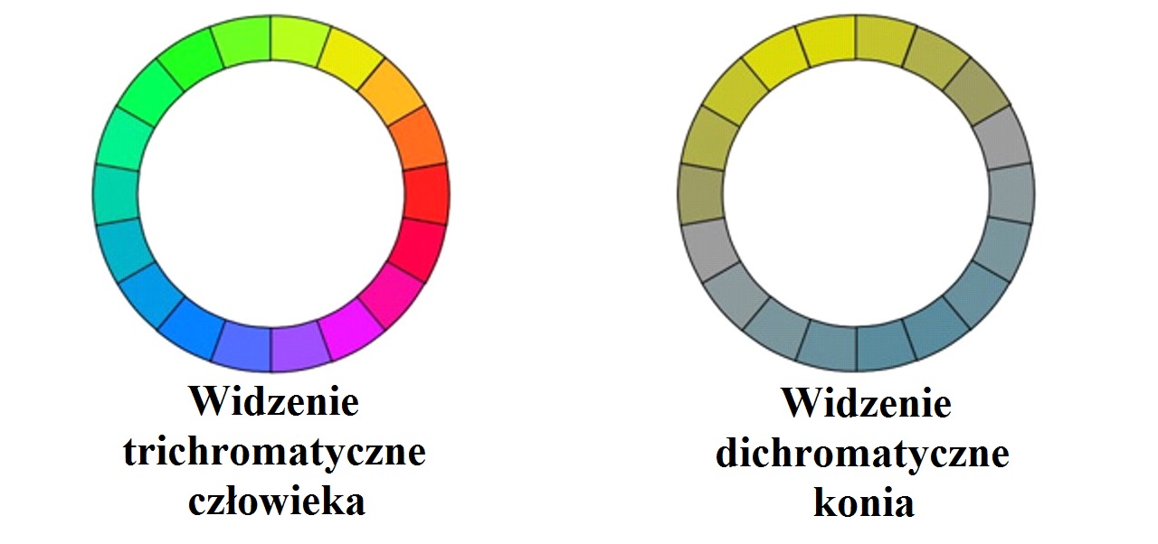 Percepcja otoczenia Widzenie kolorów w treningu koni