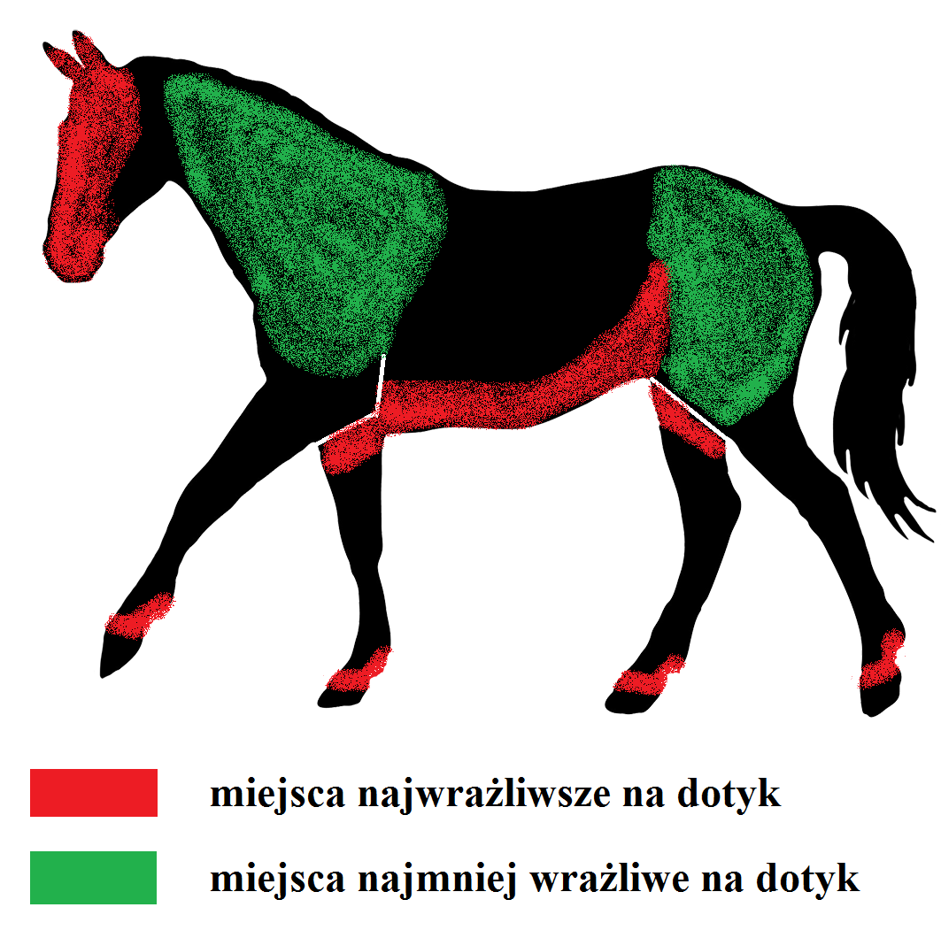 Percepcja otoczenia Wrażliwość na dotyk w treningu koni