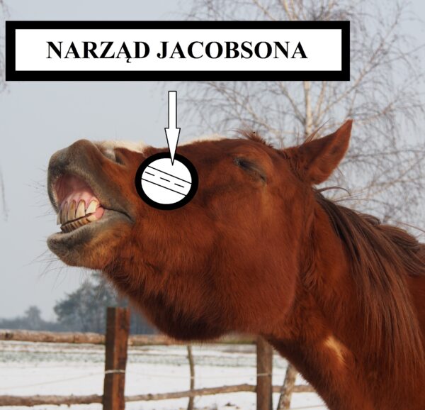 Percepcja otoczenia Narzą Jacobsona w treningu koni