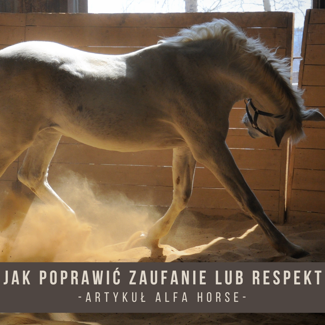jak_poprawic_zaufanie_lub_respekt_trening_koni