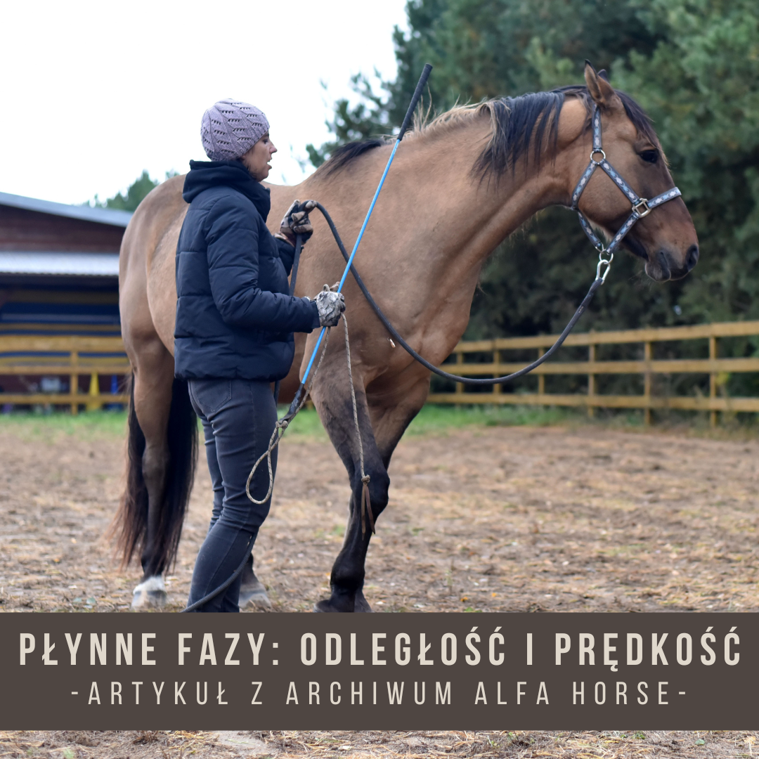 Płynna fazy Odległość i prędkość Artykuł Alfa Horse Trening Konie