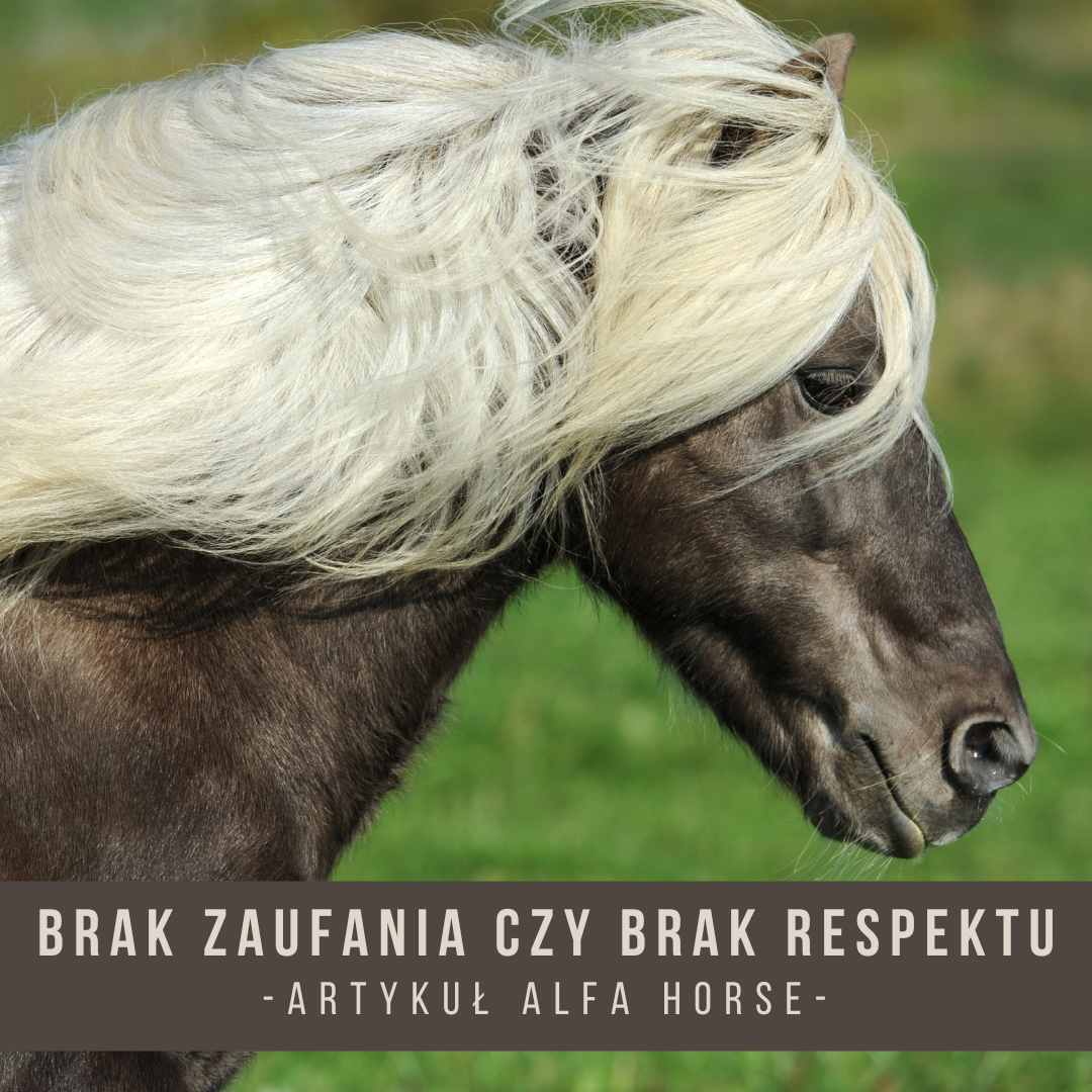 brak_zaufania_brak_respektu_trening_koni_alfa_horse