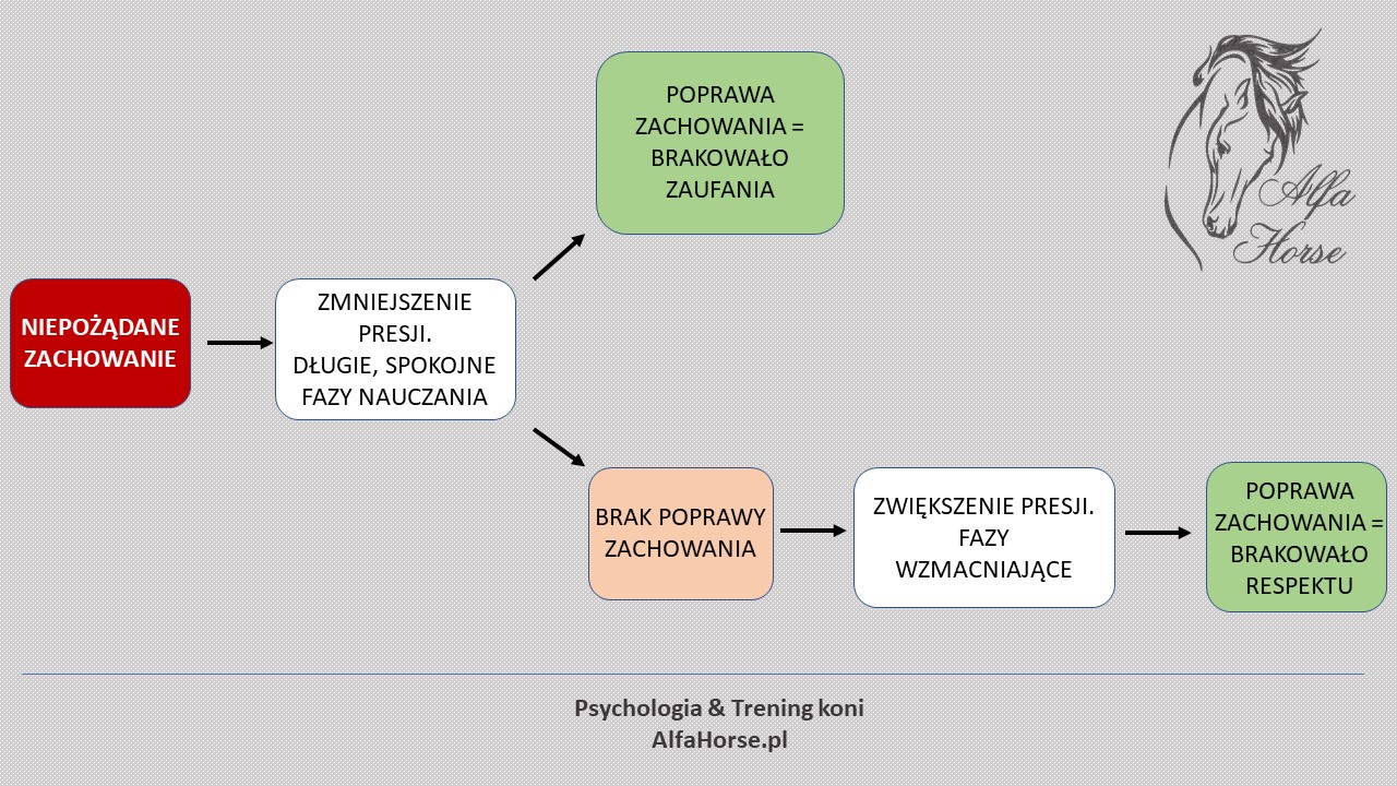 trening_koni_zaufanie_respekt_czego_brakuje