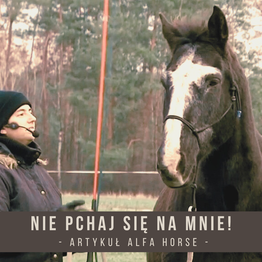 nie_pchaj_sie_na_mnie_trening_koni_alfahorse_kontrola_przodu_konia