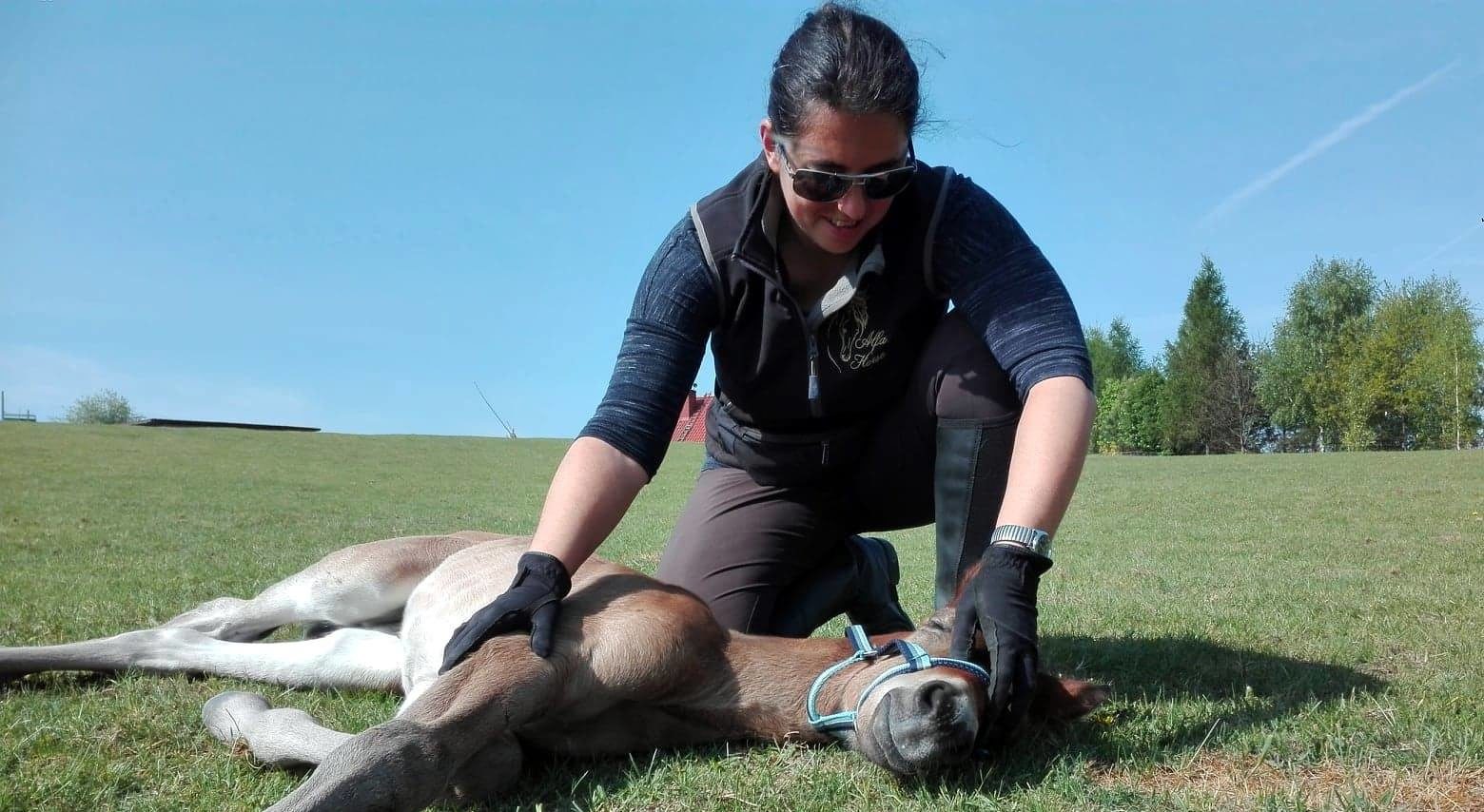 dotyk_trening_konie_6