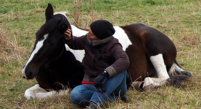 dotyk_trening_konie_8