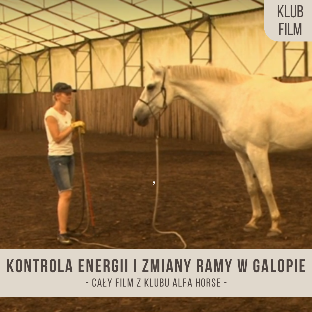 kontrola_energii_i_zmiany_ramy_w_galopie_elegans