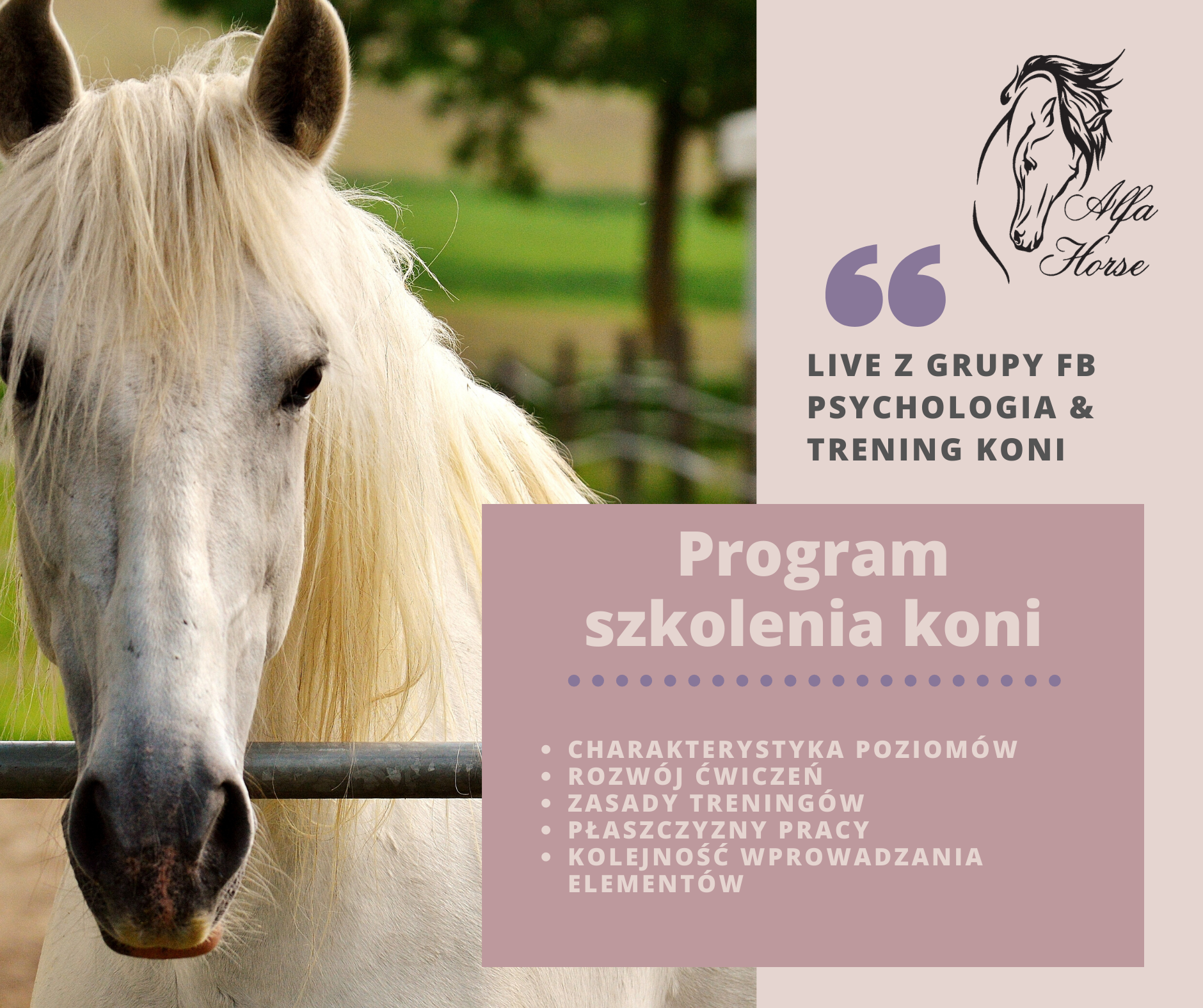 live_6_program_szkolenia_koni