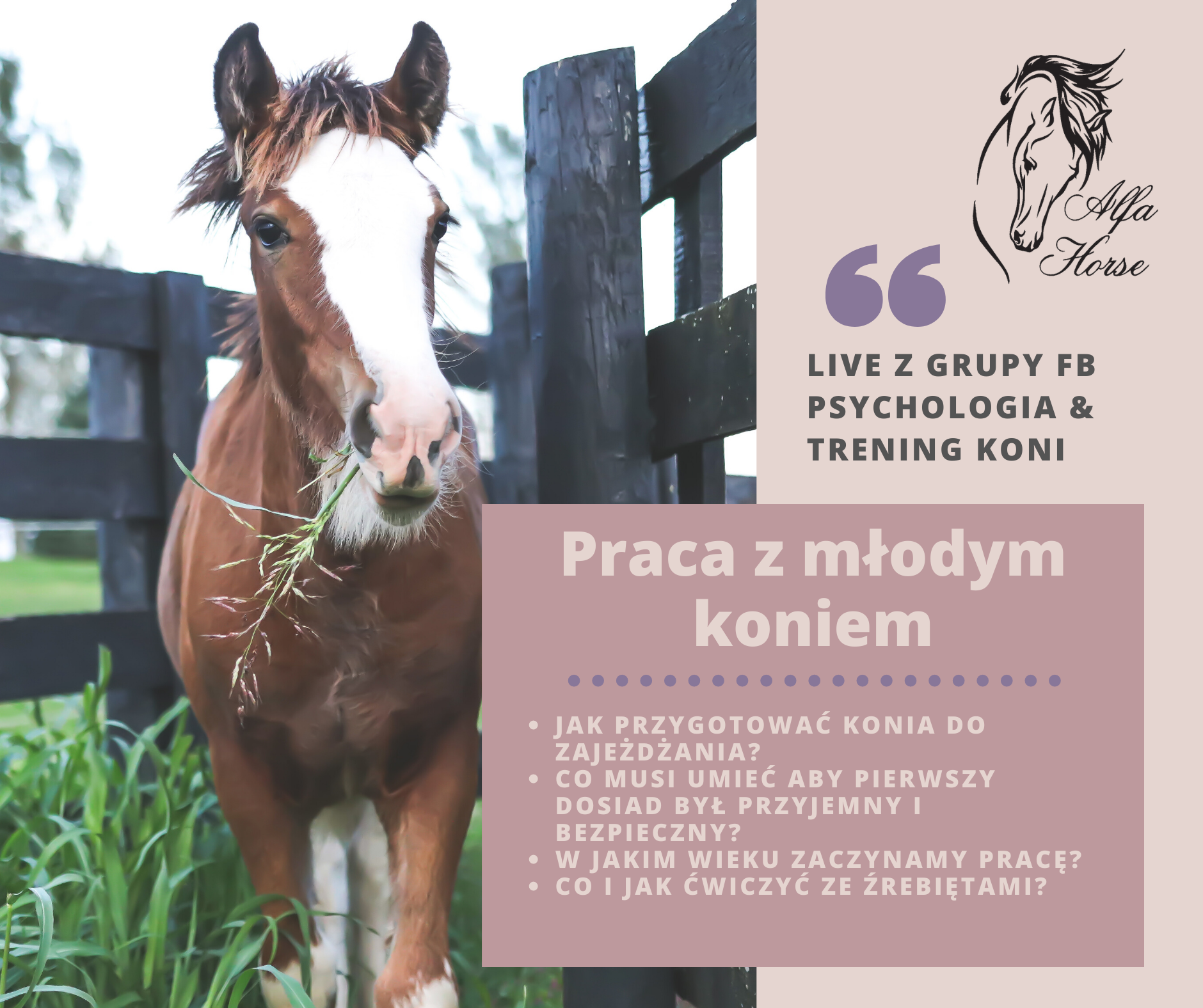 trening_koni_praca_mlody_kon