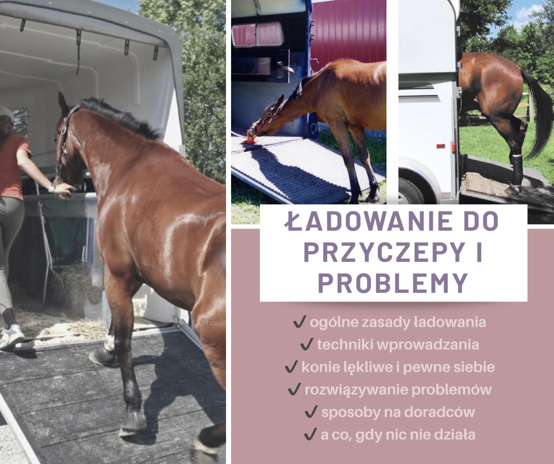 ladowanie_przyczepa_trening_koni_live