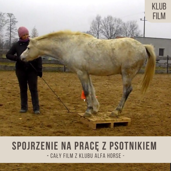 spojrzenie_na_prace_z_psotnikiem
