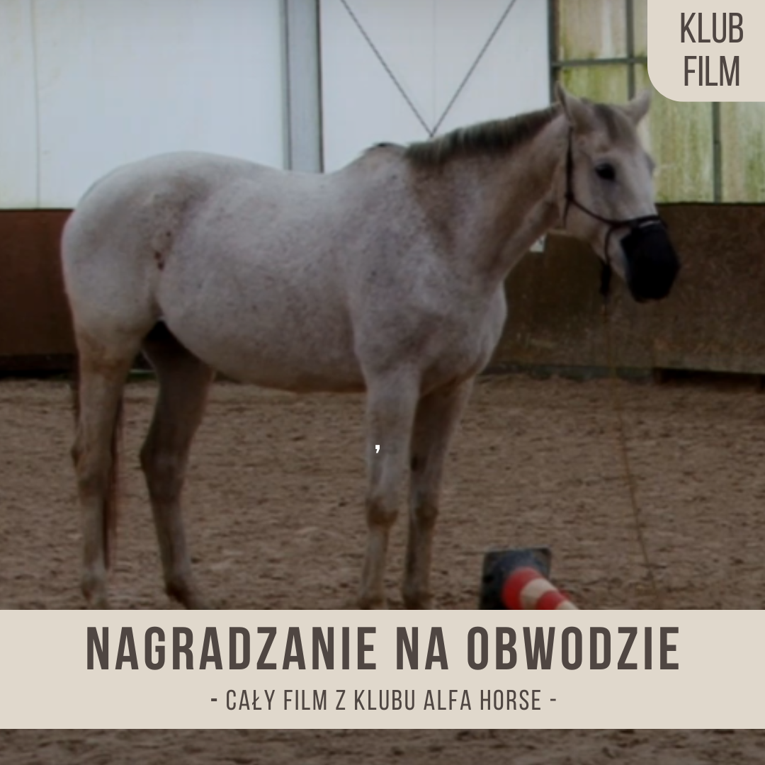 nagradzanie_na_obwodzie