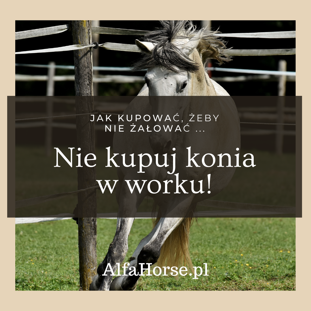kupno_konia_jak