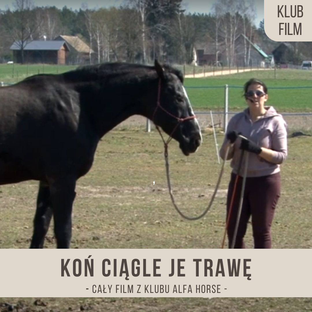 kon_ciagle_je_trawe