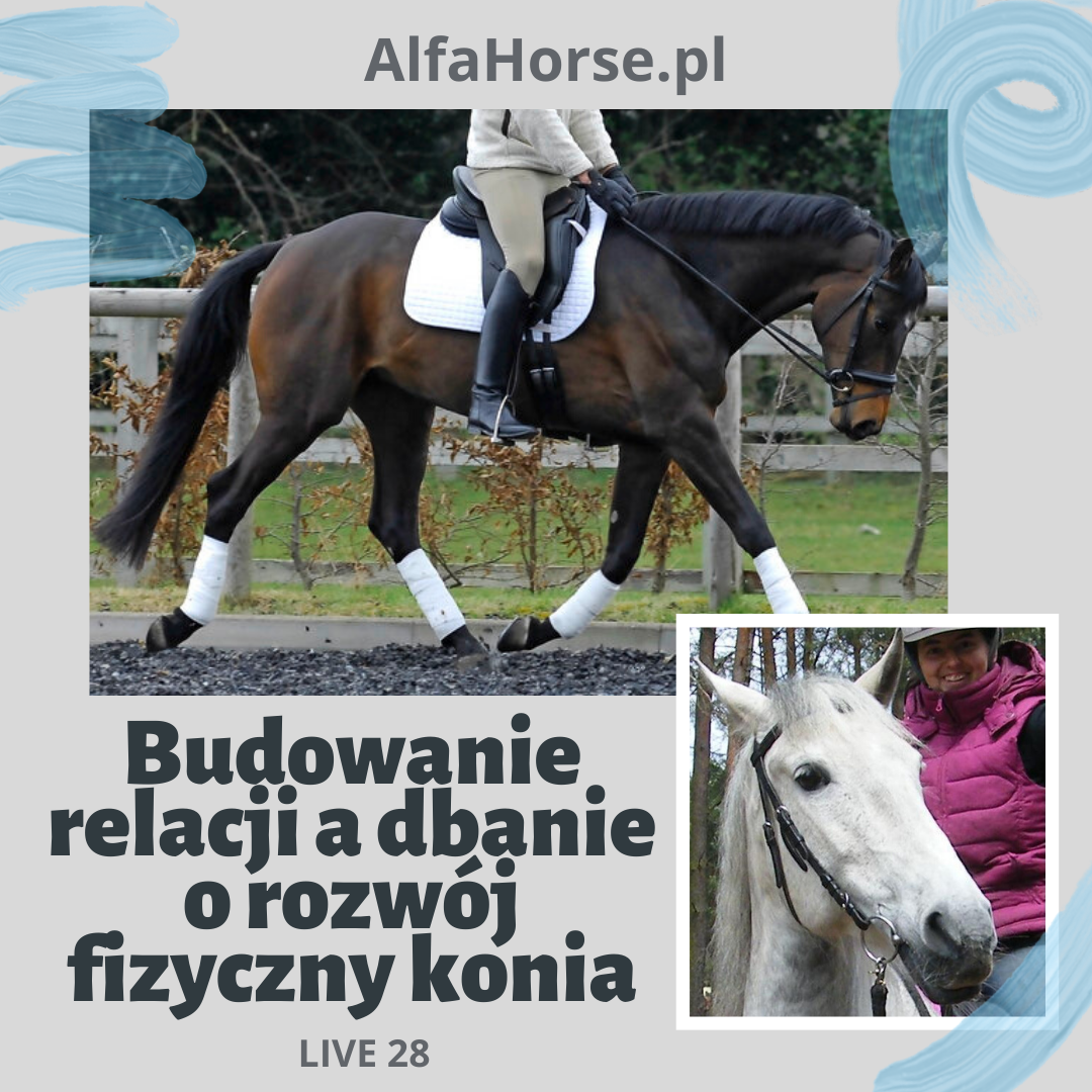 relacja_rozwoj_fizyczny_trening_koni