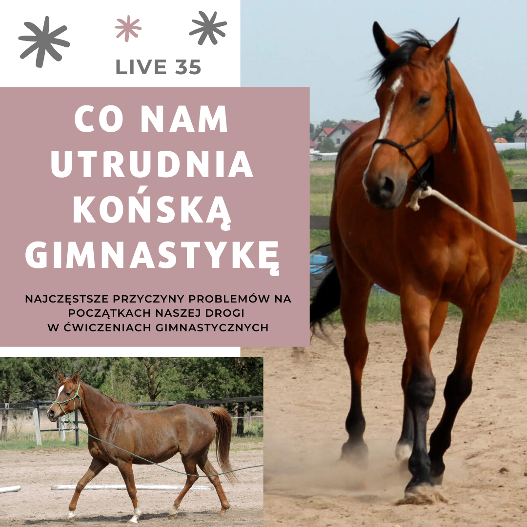 trudne_poczatki_gimnastyka_koni