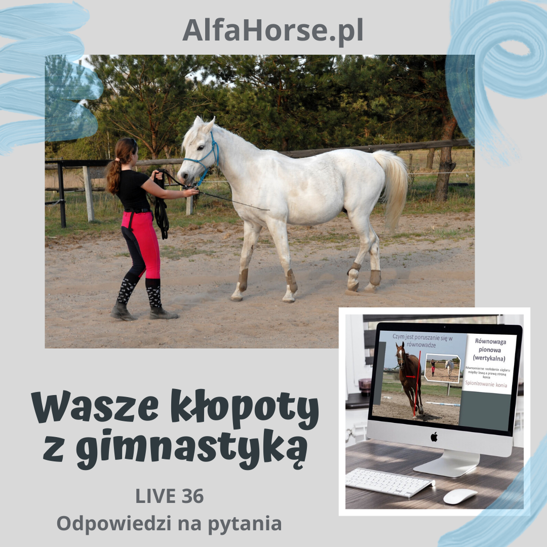 trening_koni_gimnastyka_klopoty_wideowyklad