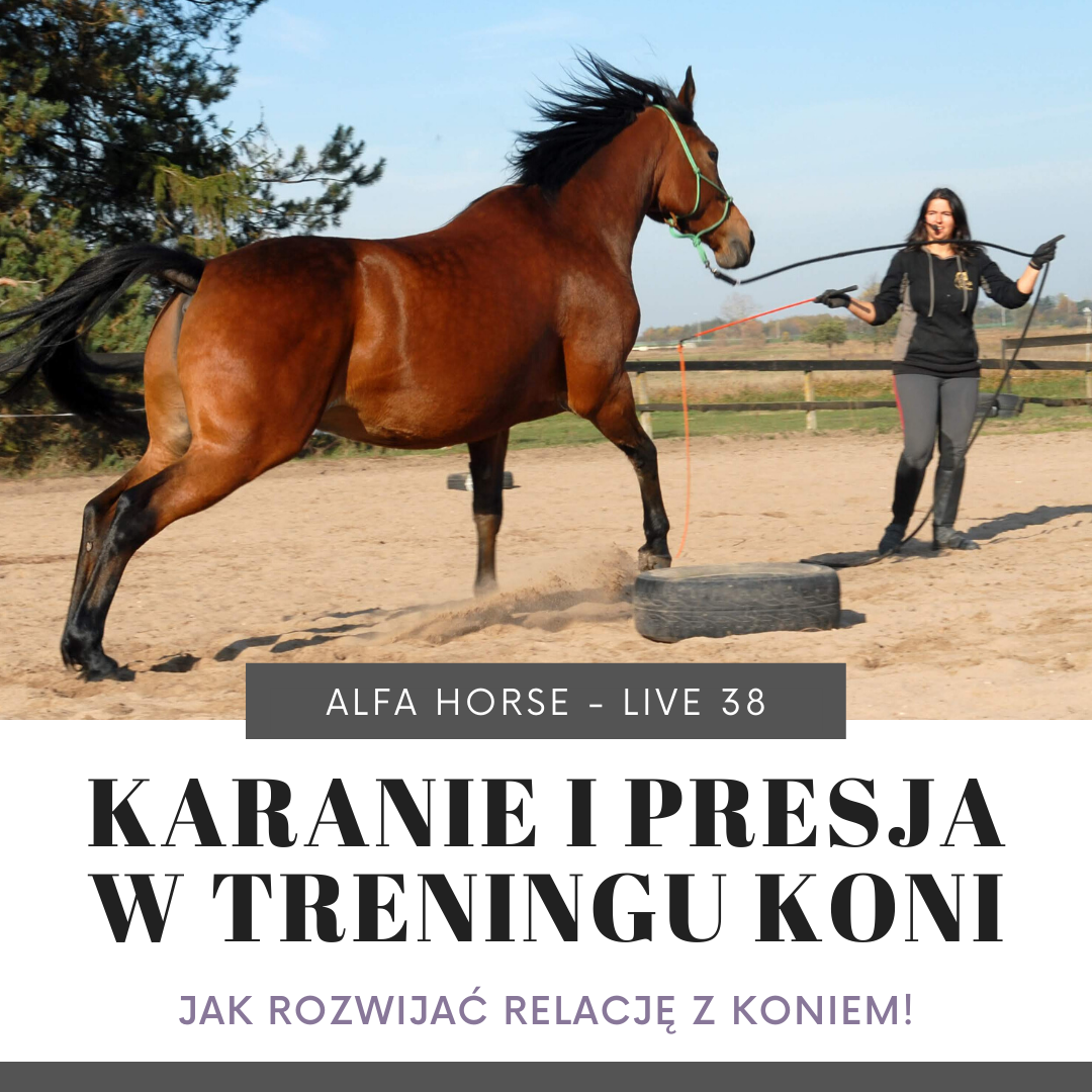kara_presja_trening_koni_livehttps://www.alfahorse.pl/sklep/