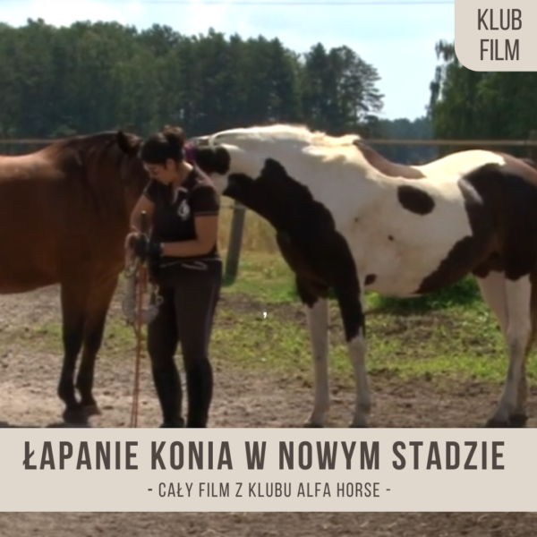 lapanie_konia_w_nowym_stadzie