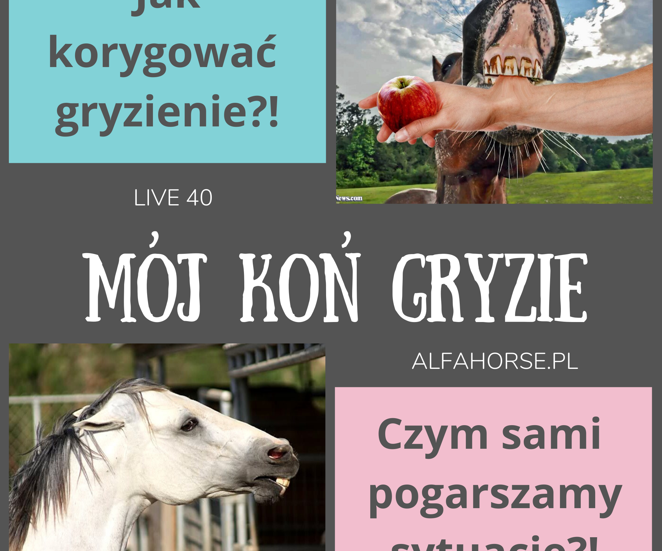 kon_gryzie_trening_problem