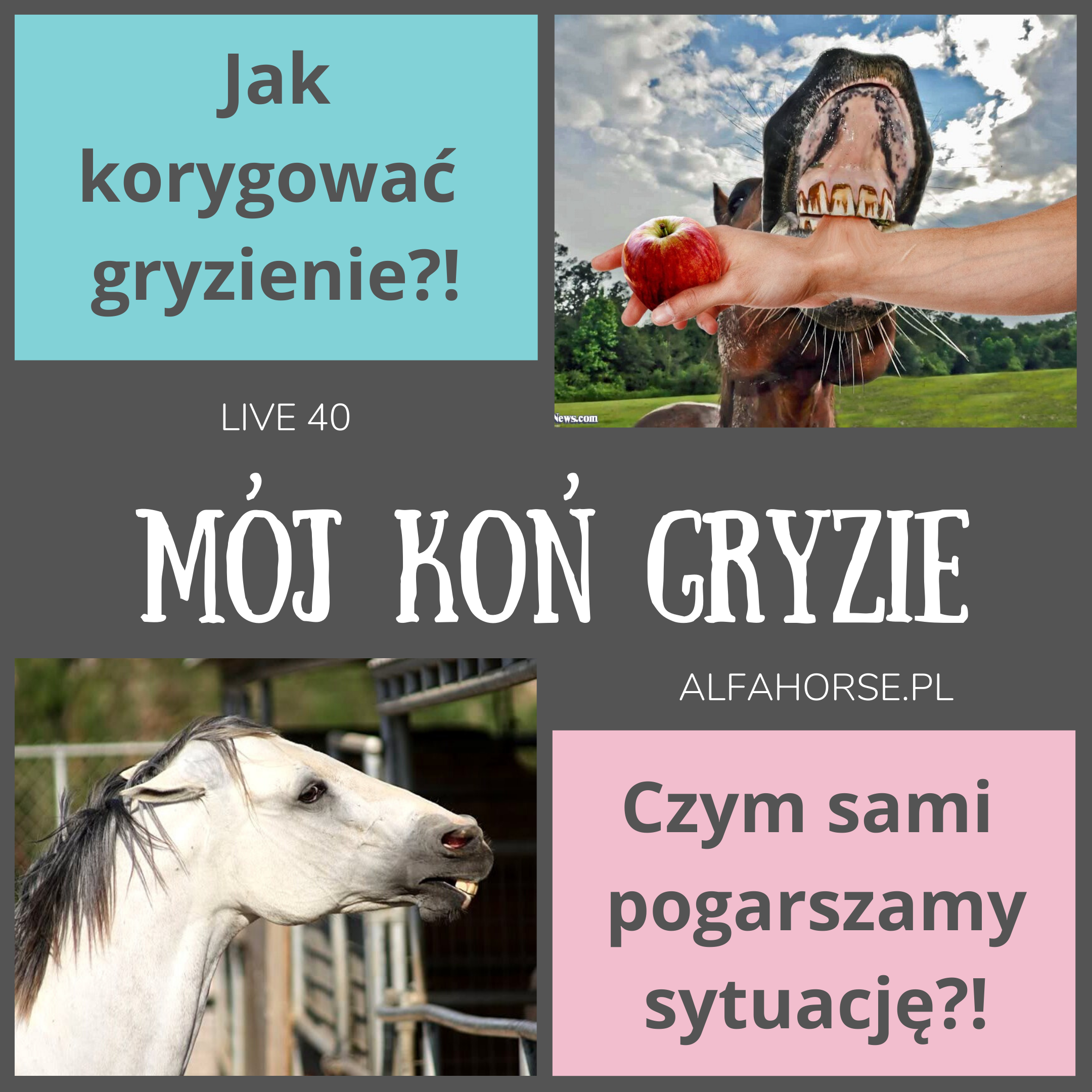 kon_gryzie_trening_problem