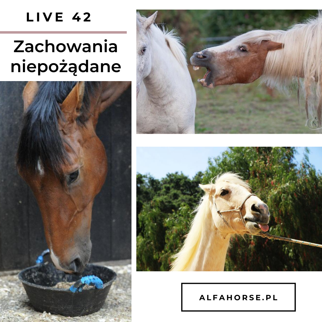 zachowania_niepozadane_niebezpieczne_trening_obsluga_koni
