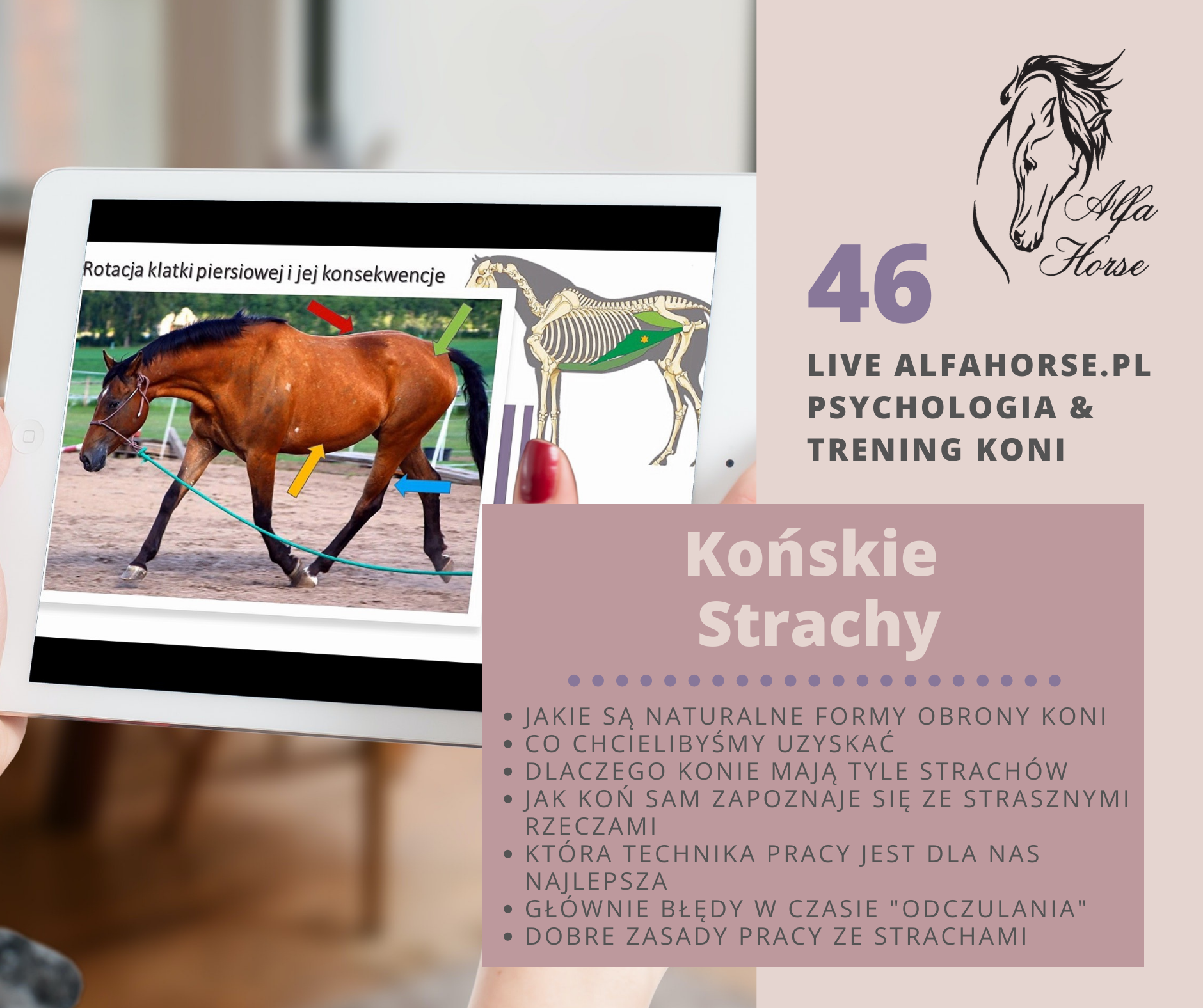 komskie_strachy_trening_koni_alfa_horse