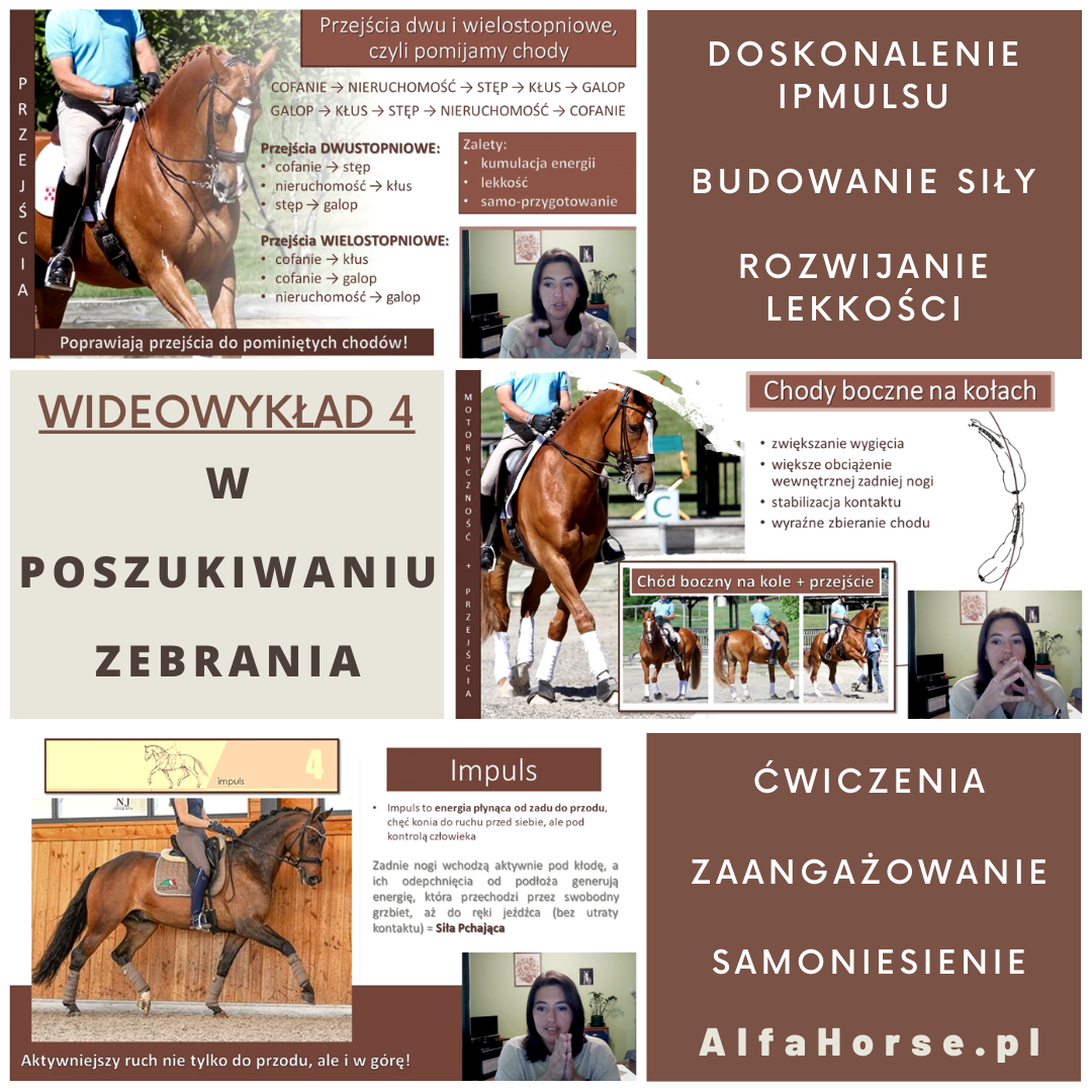 zebranie_tremimg_koni_impuls_wyklad_wideowyklad_alfahorse