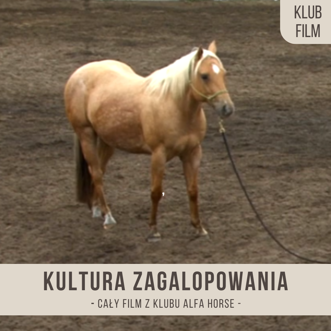 kultura_zagalopowania