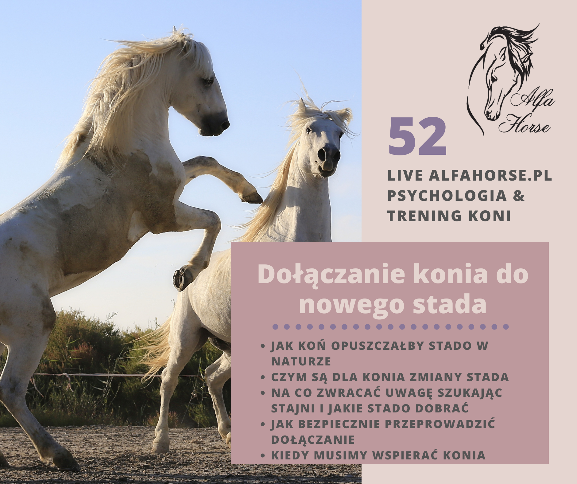 stano_konie_nowe_laczenie_