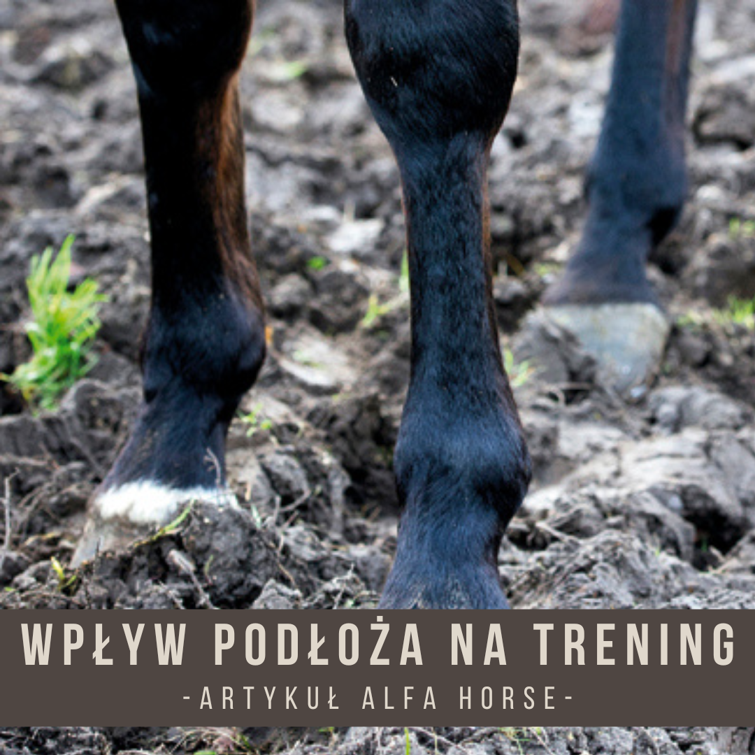 Wpływ podłoża na trening koni