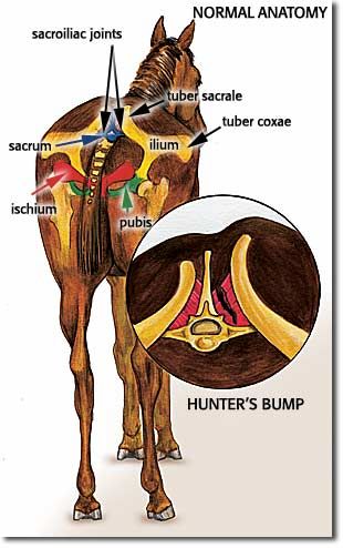 hunters_bumo_horse_