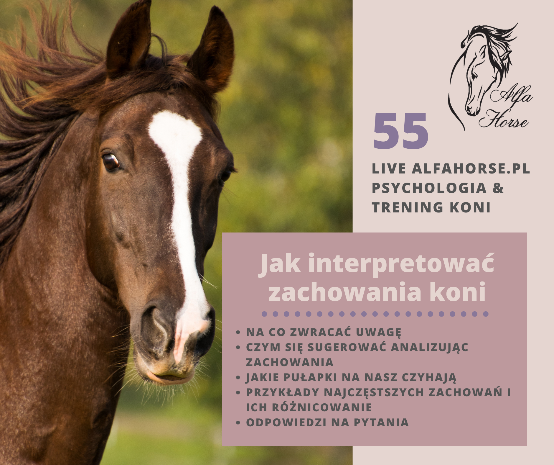 jak_interpretowac_zachowania_koni