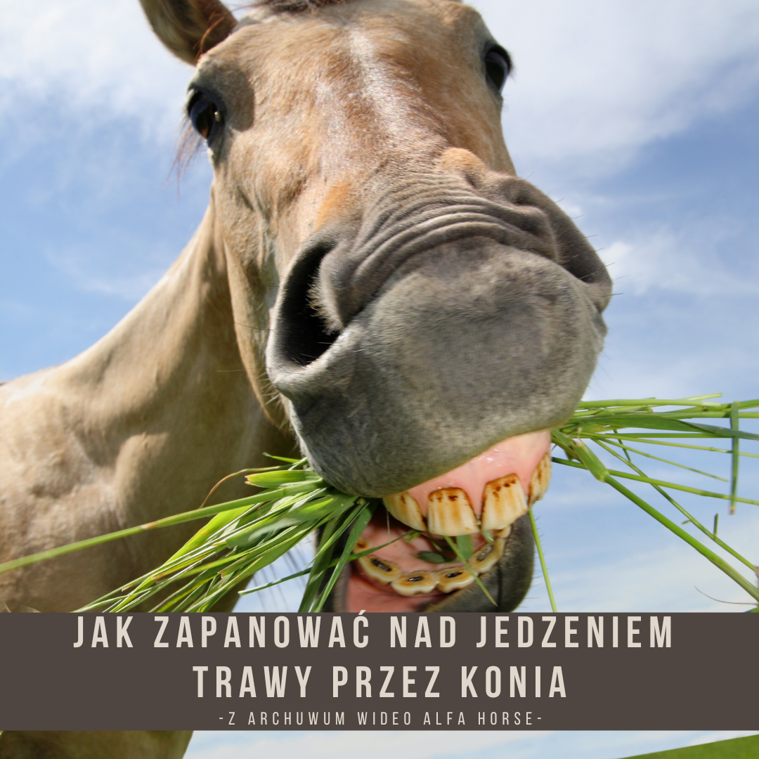 Jak zapanować nad jedzeniem trawy przez konia