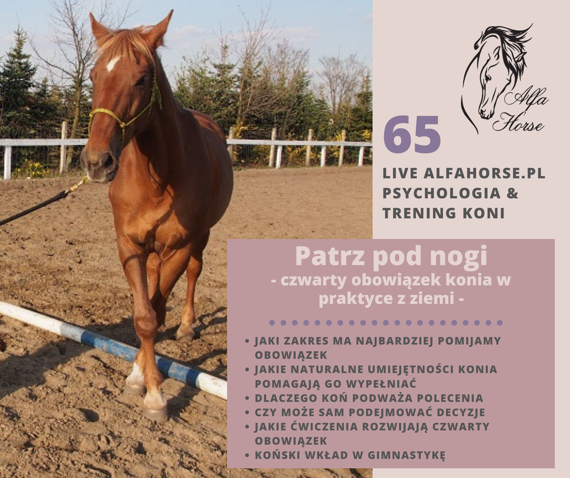 live_alfahorse_patrz_pod_nogi_obowiazki_konia