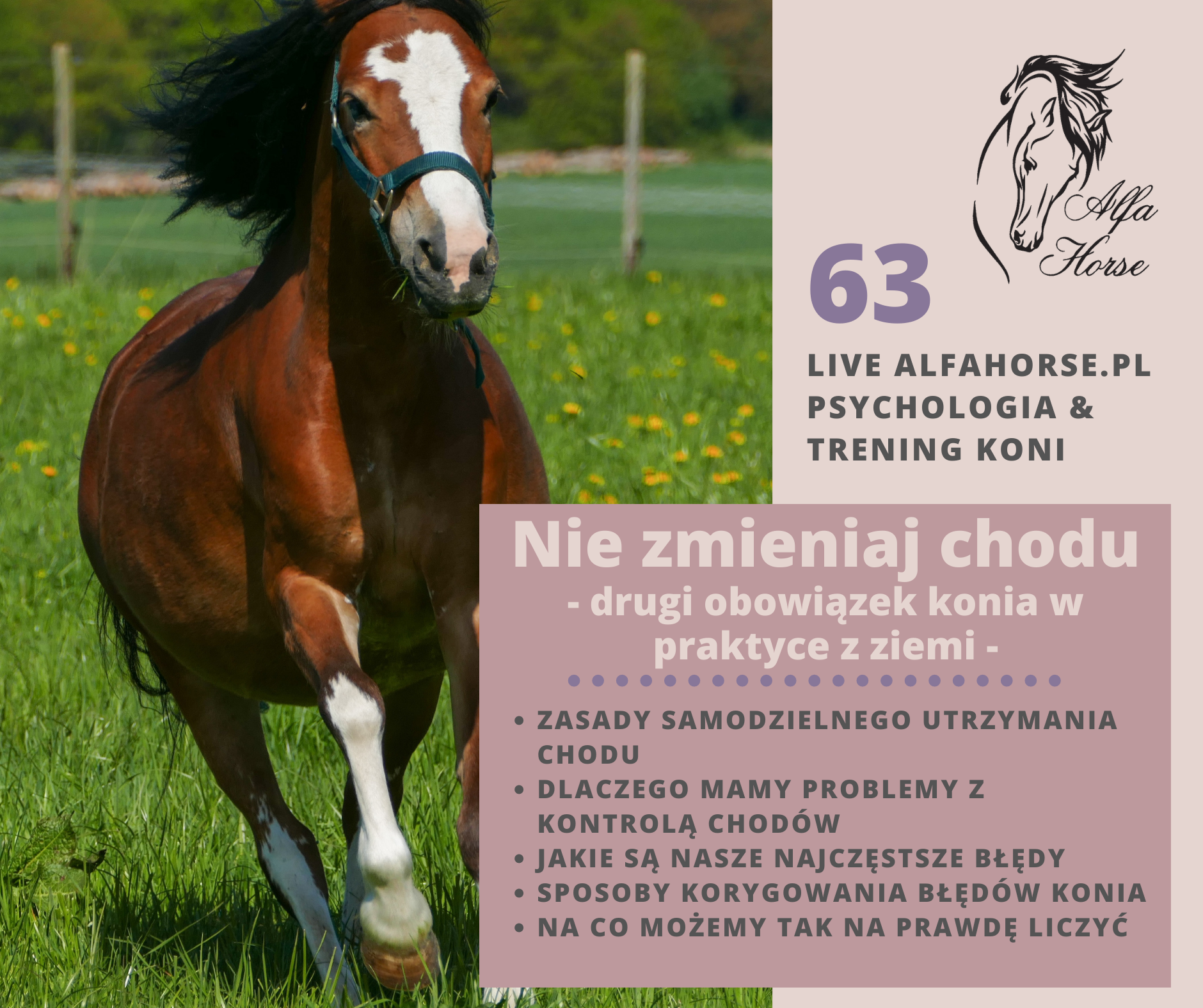 trening_koni_kontrola_chodu_obowiazek