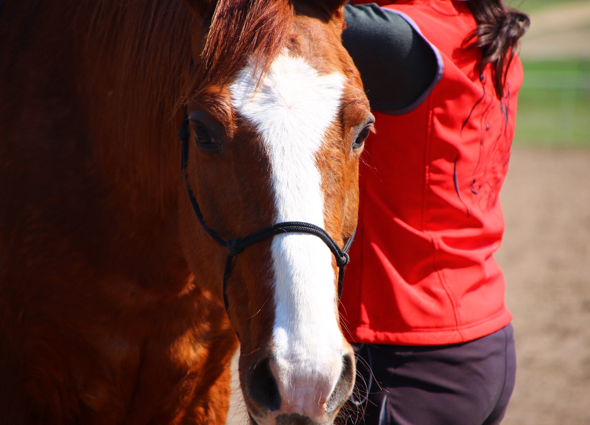 webinar_podstawy_naturalnego_treningu_koni