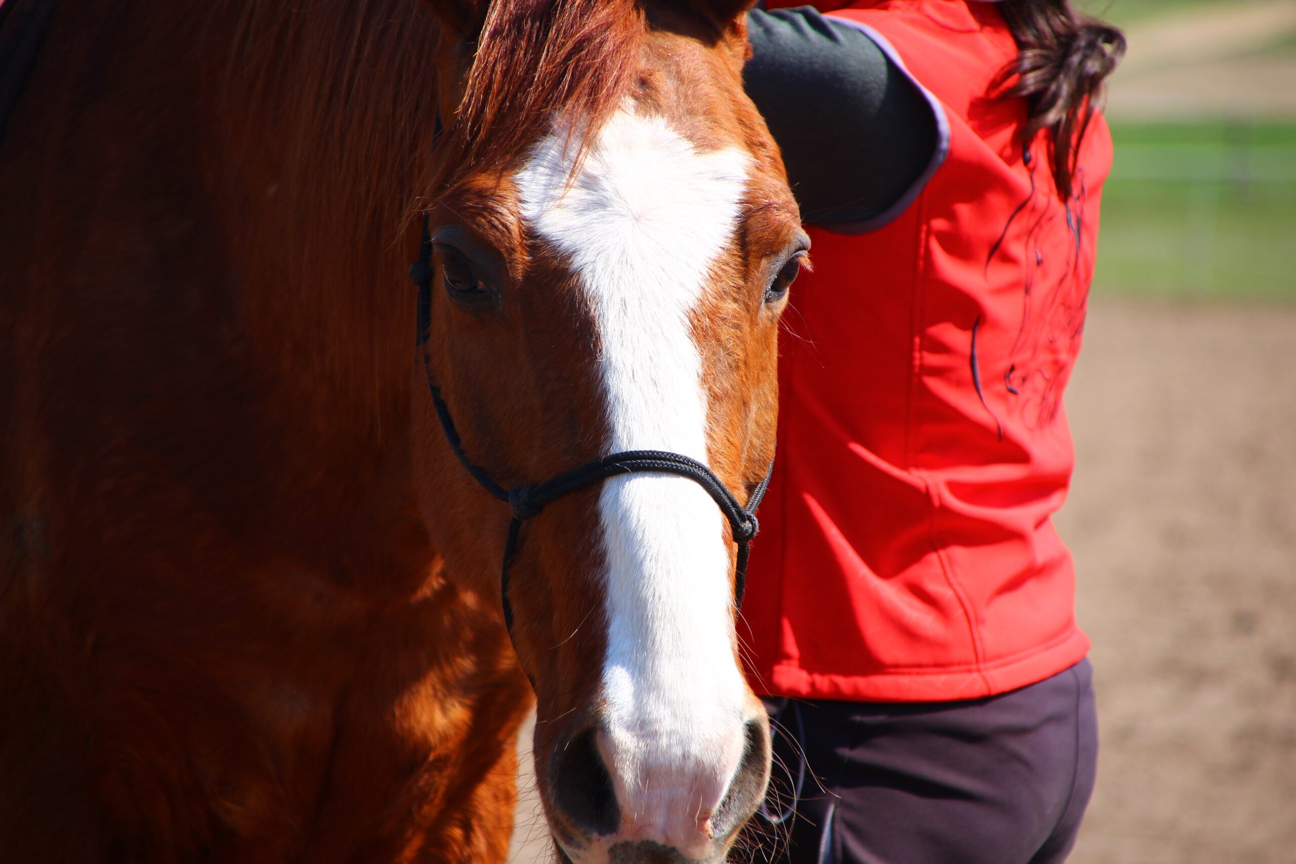 webinar_podstawy_naturalnego_treningu_koni