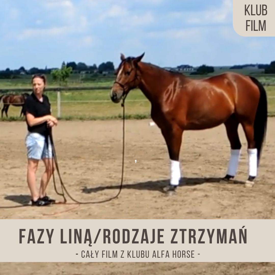 fzay_lina_i_rodzaje_zatrzyman_przez_zad